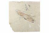 Very Rare, Fossil Coelacanth (Macropomoides) - Lebanon #376335-1